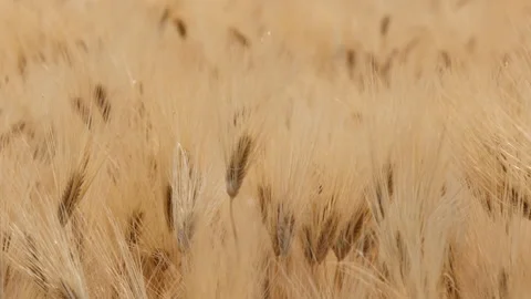 Barley field in wind Stock Footage 162599167