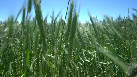 Barley field in the wind Stock Footage 290156805