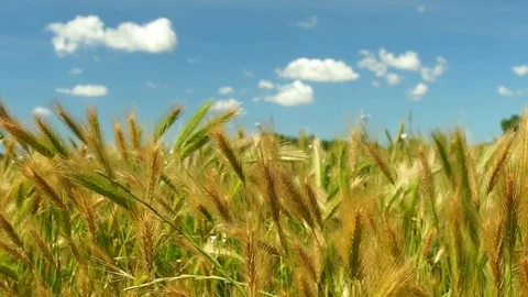Barley field in wind on a sunny day with beautiful blue cloudy sky Stock Footage 100678935