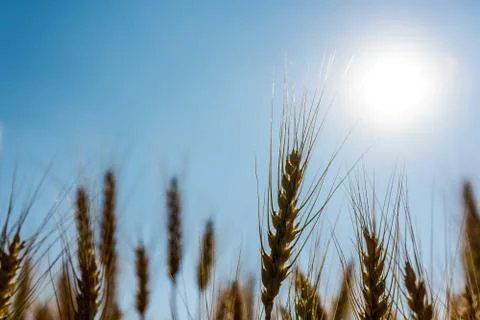 Barley Fields and blue sky Stock Photos