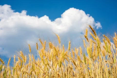 Barley Fields and blue sky Stock-Fotos
