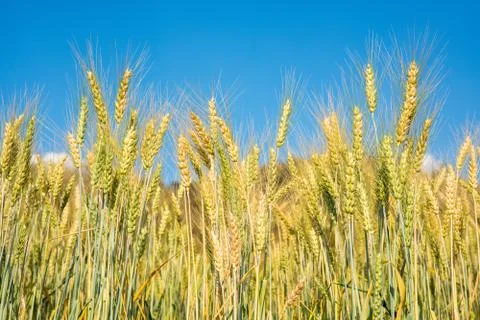 Barley Fields and blue sky Foto stock
