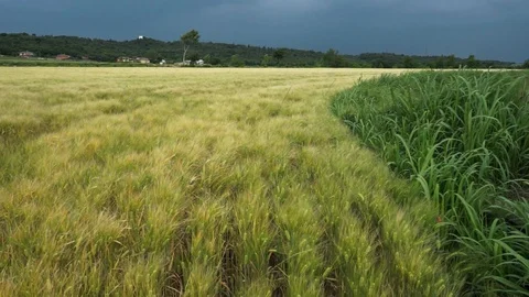 Barley fields Stock Footage 90035623