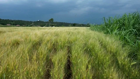Barley fields in Italy Stock Footage 90035621