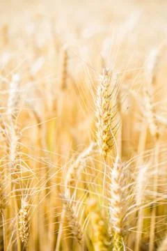 Barley Fields Stock Photos