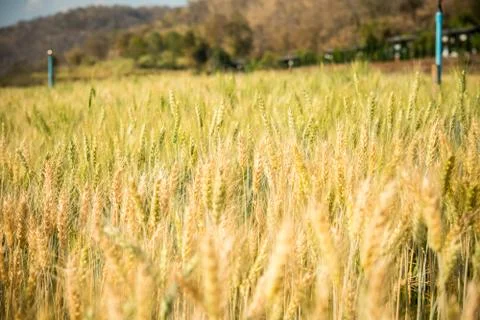 Barley Fields Stock Photos