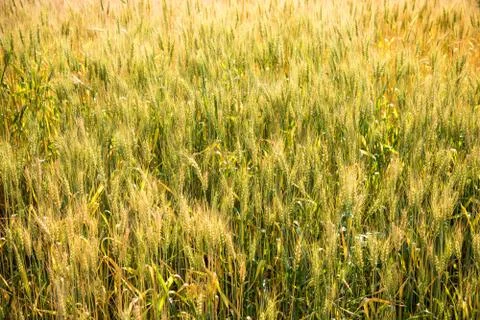 Barley Fields Stock Photos