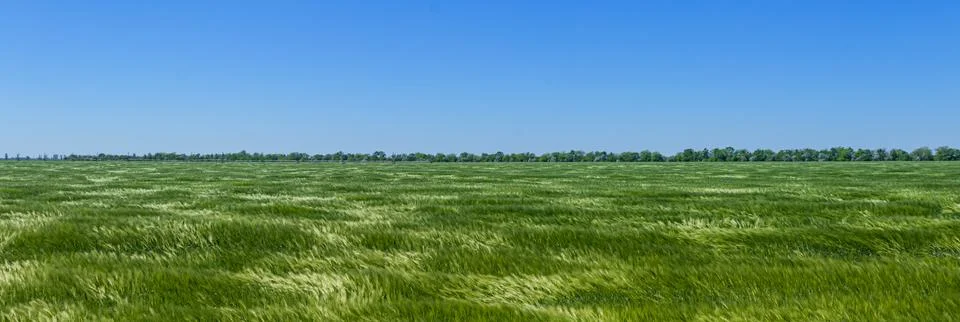 Barley fields in spring under blue sky Stock Photos