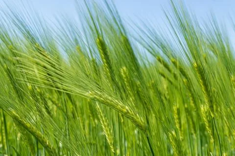 Barley fields in spring under blue sky Stock Photos
