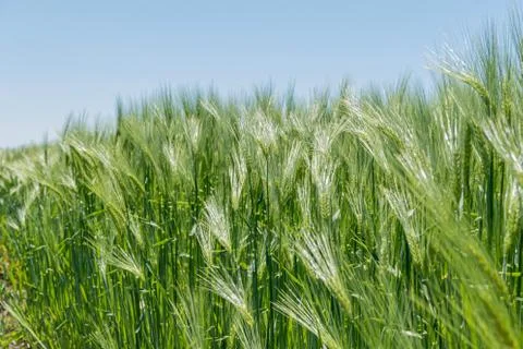 Barley fields in spring under blue sky Stock Photos