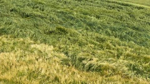Barley Fields in Summer Stock Footage 310655641