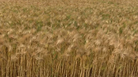 Barley Fields in the Wheat Harvest Stock Footage 327481992
