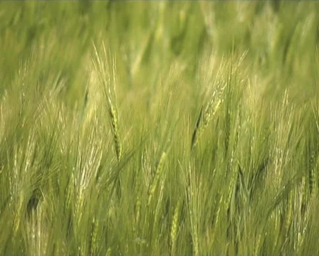 Barley Stock Footage 120879