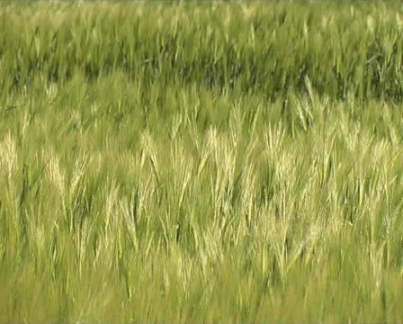 Barley Stock Footage 120882