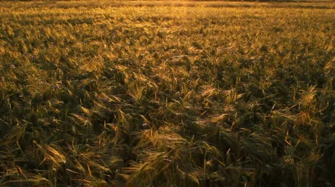 Barley Stock Footage 6010032