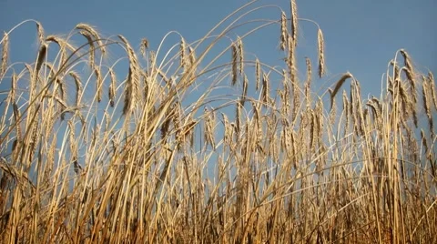 Barley Stock Footage 8575010