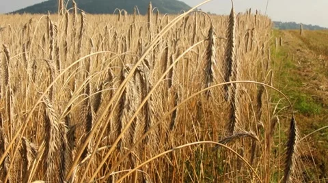 Barley Stock Footage 8575089