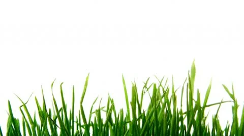 Barley Видео 10763310