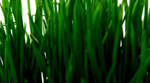 Barley Видео 10790223