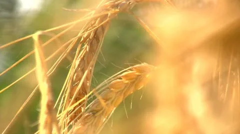 Barley Video stock 10791083