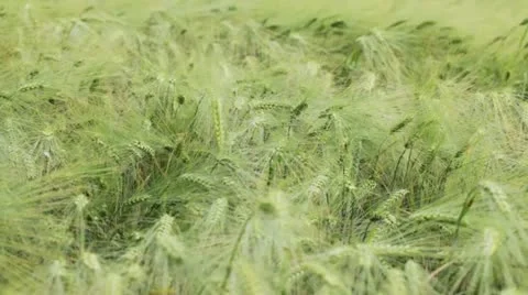 Barley. Stock Footage 11267321