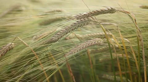 Barley Stock Footage 11765499