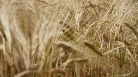 Barley Stock Footage 29410492