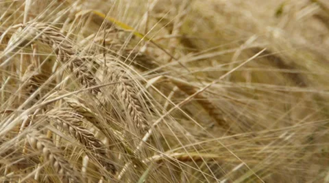 Barley Video stock 29410669