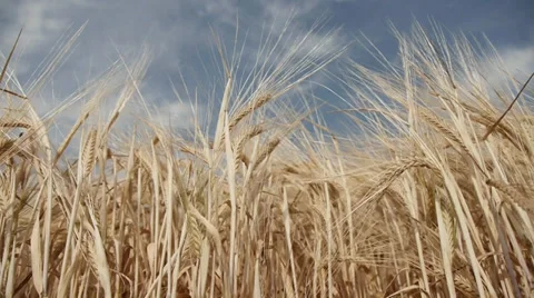 Barley Stock Footage 29410976