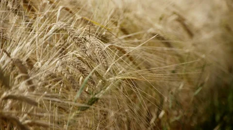 Barley Video stock 29411491