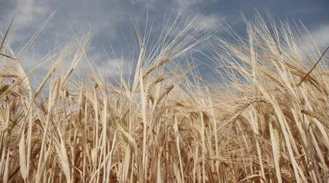 Barley Video stock 29412079