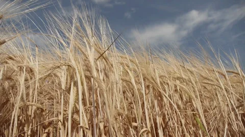 Barley Video stock 29412309