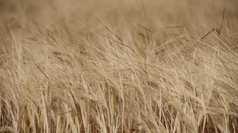 Barley Video stock 29412727