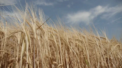 Barley Video stock 29412897