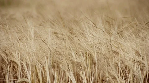 Barley Stock-Footage 29413320
