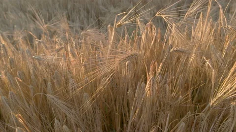 Barley Stock Footage 54220376