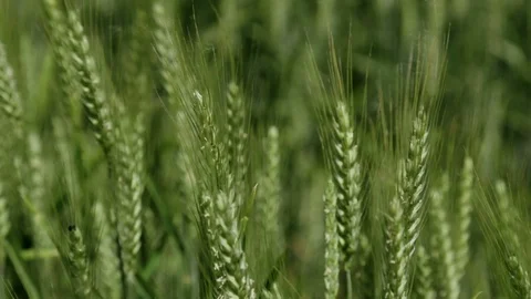 Barley Stock Footage 87347361