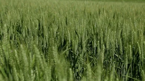 Barley Stock Footage 87349312
