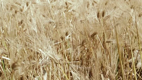 Barley 動画素材 87350379