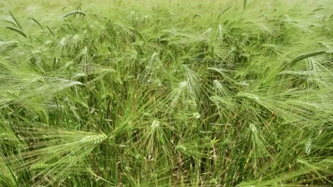 Barley Stock Footage 87350471