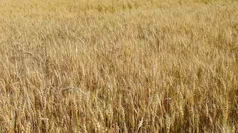 Barley Stock Footage 112922204
