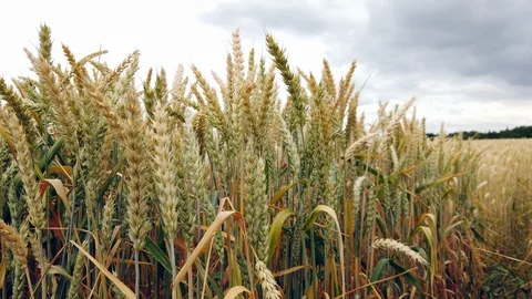 Barley Stock Footage 113971067