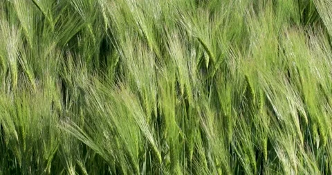 Barley Stock Footage 163529742