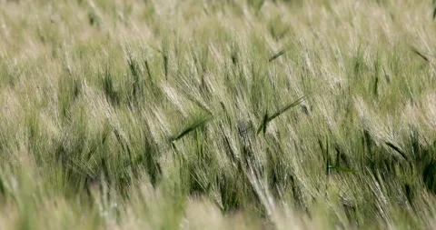 Barley Stock Footage 163529785