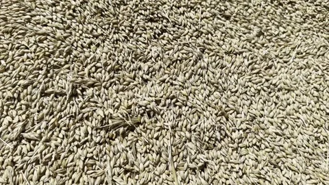 Barley Stock Footage 247651937