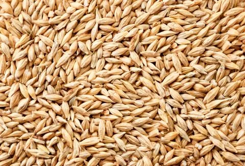 Barley grain background. The view from top Stock Photos