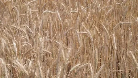 Barley grain field in the wind Close Up Stock Footage 111906007