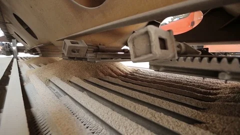 Barley grain Stock Footage 77049538