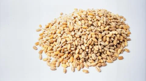 Barley Grain Isolated on White Background, Cereal Crop Seed Representing Ag.. Stock Photos