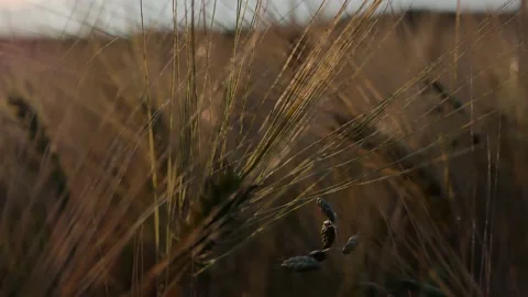 Barley Grain Panleft Peaceful Sunset 24FPS 30secs Stock Footage 137467375